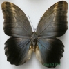 Caligo sp. Peru 106mm98f